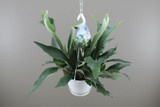 Common Staghorn Fern