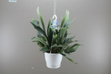Staghorn fern with hanging basket Staghorn fern with hanging basket