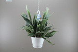 Staghorn fern with hanging basket 