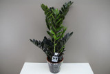 Zamioculcas zam Raven changing colour to black 