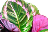  It has purple markings on dark green leaves, with a dark purple on the bottom side of the leaves. Surprise Star is the perfect plant for those darker areas of your home, such as the hallway or bathrooms. Often referred to as a prayer plants, the Calathea’s leaves fold upwards during the night, resembling hands folded in prayer. 