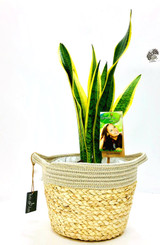 Other options : Mother's in law plant, sansevieria Planted in a white white basket with  waterproof liner sawed. Order online to any address fast delivery options.