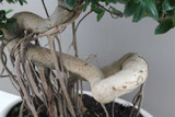 Ficus Ginseng Dragon Root