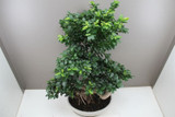 Ficus Ginseng Dragon Root