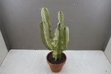 Euphorbia Ingens Marmorata