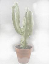 Euphorbia Ingens Marmorata p31cm x h100cm Large cactus potted in a terracotta pot. Euphorbia Ingens Marmorata p31cm x h100cm Large cactus potted in a terracotta pot.