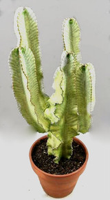 Euphorbia Ingens Marmorata p31cm x h100cm Large cactus potted in a terracotta pot.
Euphorbia Ingens Marmorata p31cm x h100cm Large cactus potted in a terracotta pot.