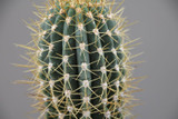 Echinopsis Trichocereus