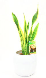 Mother's in law plant, sansevieria Planted in a white ceramic pot. Order online to any address fast delivery options.