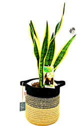 Other options:  Mother's in law plant, sansevieria Planted in a white white basket with  waterproof liner sawed. Order online to any address fast delivery options.