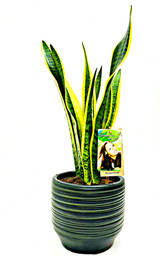 Large  Mother's in law plant, sansevieria  houseplant ina handmade  ceramic pot.