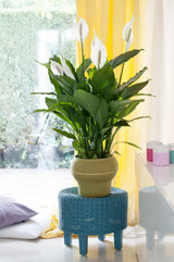 Image for inspiration , a large spatifilum planted indoor  in a living room 