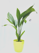 Common Aspidistra - Classic easy growing House plant 45-50cm