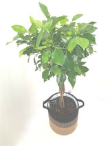 Weeping Fig - Ficus Benj Danielle and a black & natural Planter 