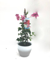 Bougainvillea plant 50-60cm tall with flowers .
Supplied with ceramic pot cover to prevent any mess. 