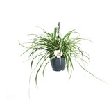 Large hanging basket pot size 18cm plant is about  60cm wide .

It will add charm and will pure the air in every room. 