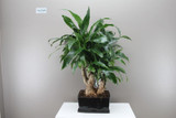 Dracaena Bonsai Janet Graig Bowl