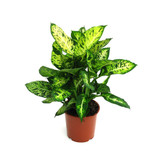 Dieffenbachia Compacta