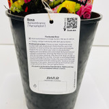 Remembrance Potted Rose - 5.5 Litre Pot