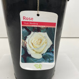 Silver Wedding Potted Rose - 5.5 Litre Pot 