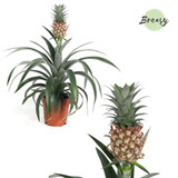 Pineapple Plant - stops snoring!