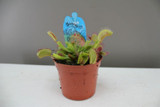 Venus flytrap plant