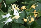 Honeysuckle flowers Honeysuckle flowers