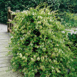 Lonicera jap. Halls Prolific Lonicera jap. Halls Prolific