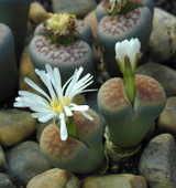 Flowering living stone