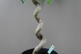 Spiral Ficus Stem