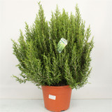 Huge plant , many uses  Rosmarinus bush 55cm height inc pot height