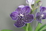 Blue Magic Orchid Blue Magic Orchid