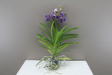 Vanda Orchid Vanda Orchid
