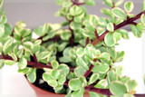 Elephants food plant,  Portulacaria afra Variegata easy care plant add bright colour all year around.