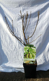 Dwarf Pear Tree