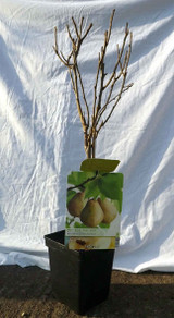 Dwarf Patio Pear Tree