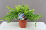 Nephrolepis fern-(Boston fern)- Great indoor plant