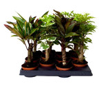 Stem mix- Great mix of long-stemmed indoor plants for your home or office- Add a touch of the outdoors to your home- Easy to care for indoor plants- 4 plants set or just 1 plant option Stem mix- Great mix of long-stemmed indoor plants for your home or office- Add a touch of the outdoors to your home- Easy to care for indoor plants- 4 plants set or just 1 plant option