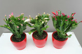 Schlumbergera Cactus with Ceramic Pot 