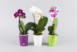 Mini Orchid Mini Orchid