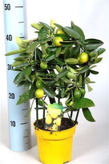 Luscious Small Limonella trellis - Lemon tree. Luscious Small Limonella trellis - Lemon tree.