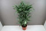 Branched Striped Dracaena - Warneckii