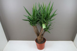 exotic branched stem