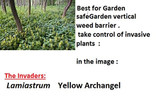 How to prevent stop yellow Archangel / Lamiastrum spreading in the garden How to prevent stop yellow Archangel / Lamiastrum spreading in the garden