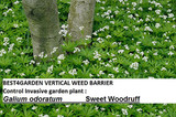 Invasive garden plant Galium odoratum, the sweetscented bedstraw, woodruff
Also example of a weed that can be controlled with best4garden vertical weed barrier . This plant spread with rhizomes so the only way is not let it grow back into the garden by using the barrier above Invasive garden plant Galium odoratum, the sweetscented bedstraw, woodruff
Also example of a weed that can be controlled with best4garden vertical weed barrier . This plant spread with rhizomes so the only way is not let it grow back into the garden by using the barrier above