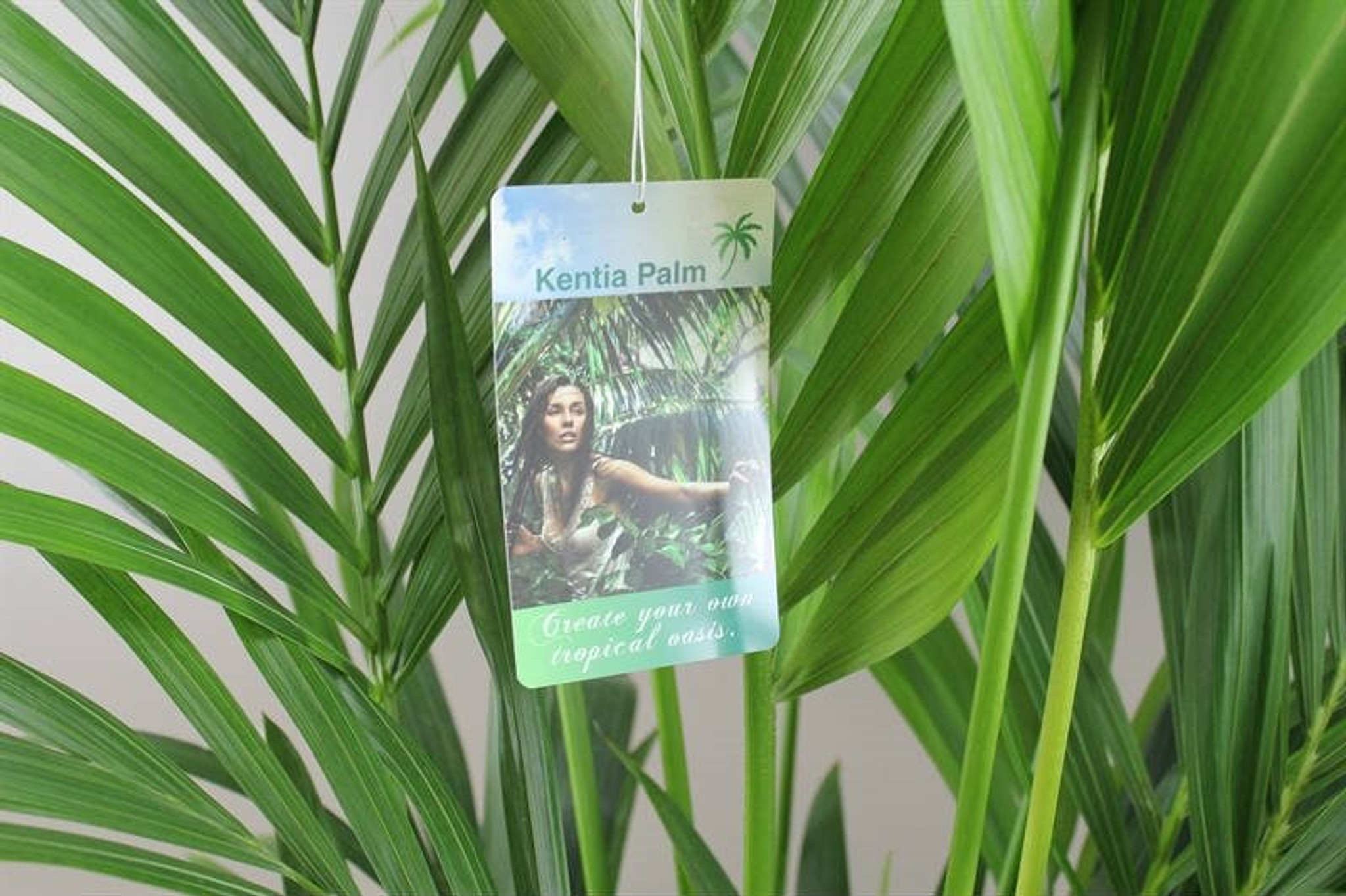 Exotic Kentia Palm Leaves