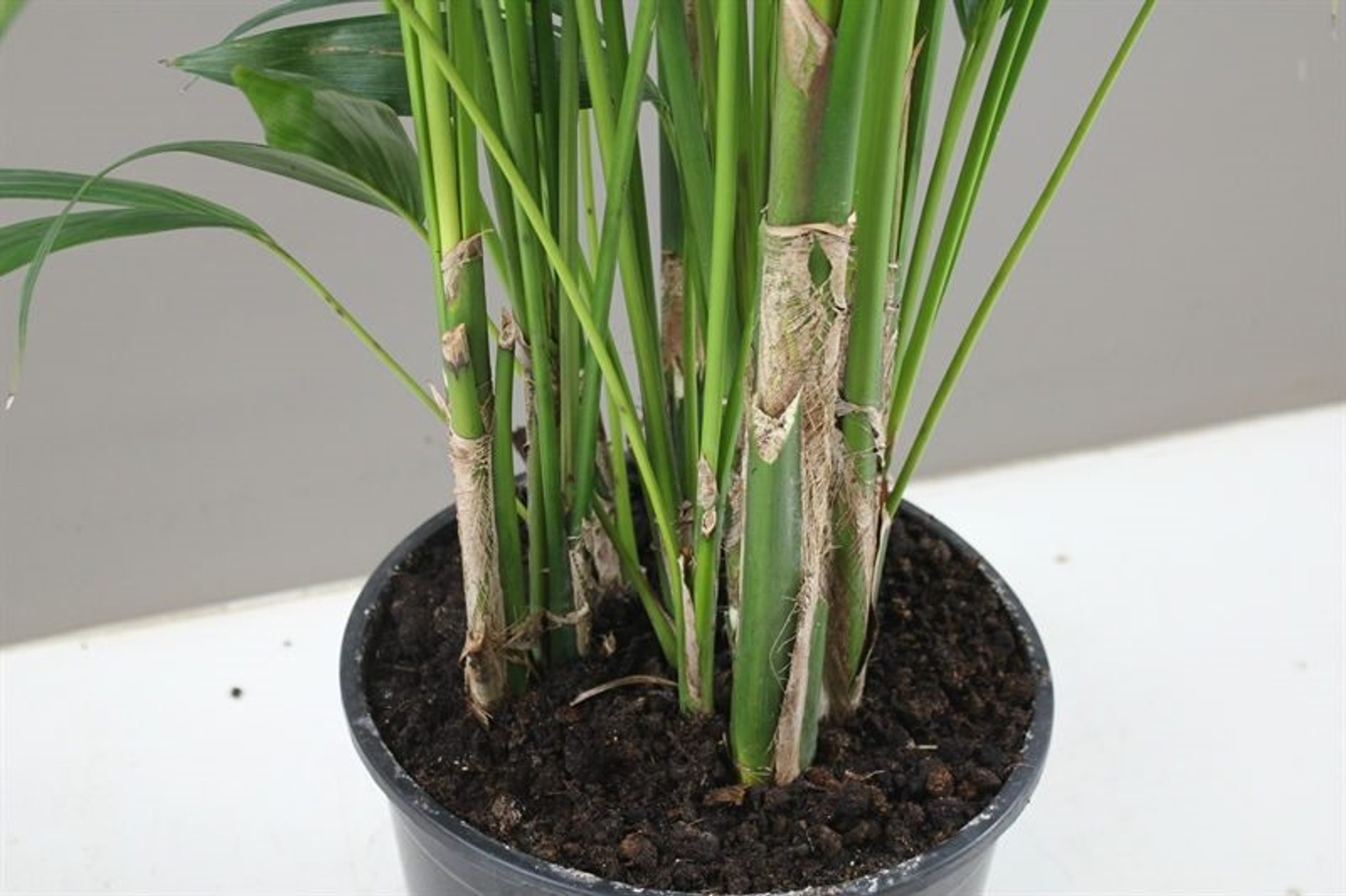 Kentia Palm tree stem