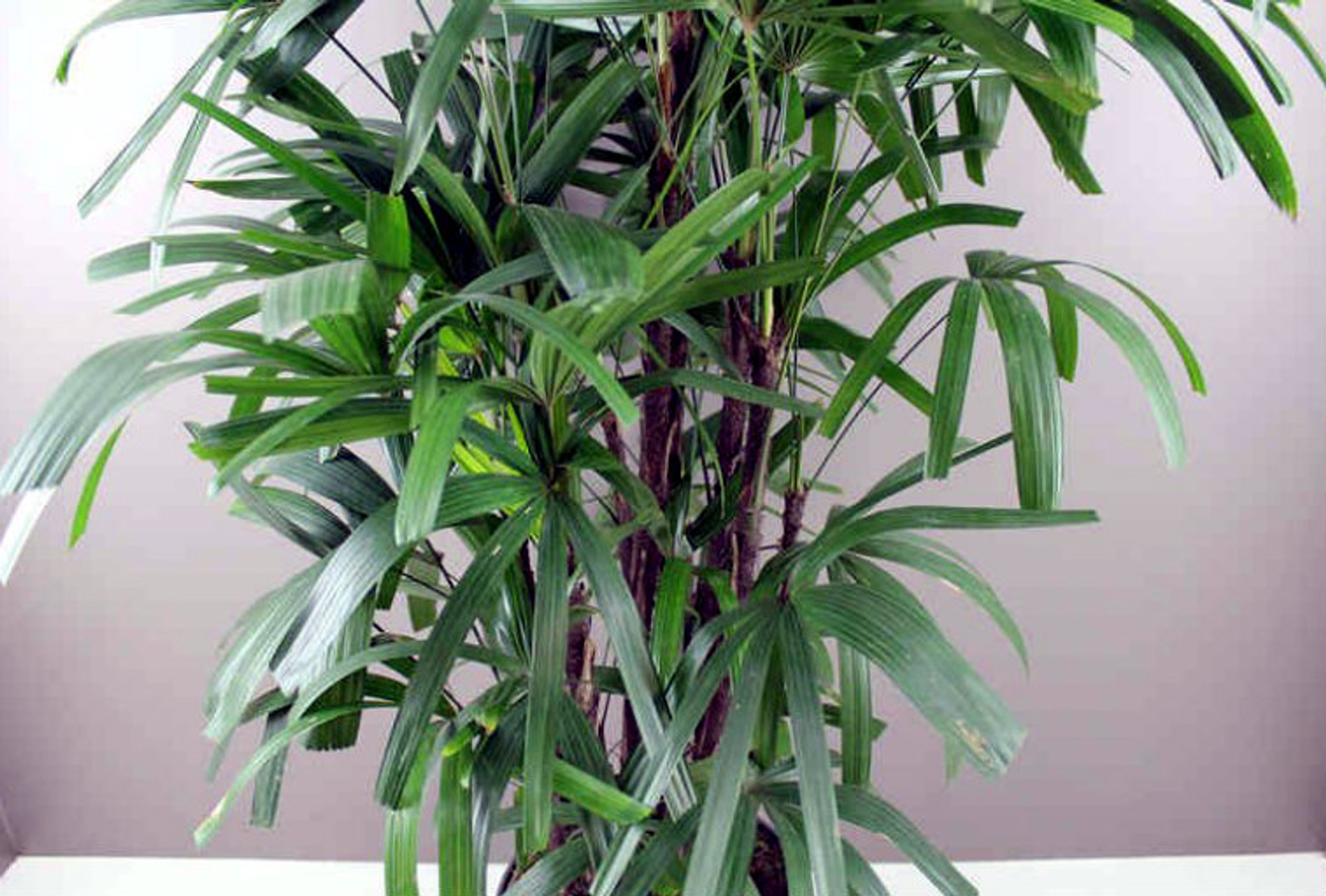 Giant Lady Palm - Ideal Christmas Gift 