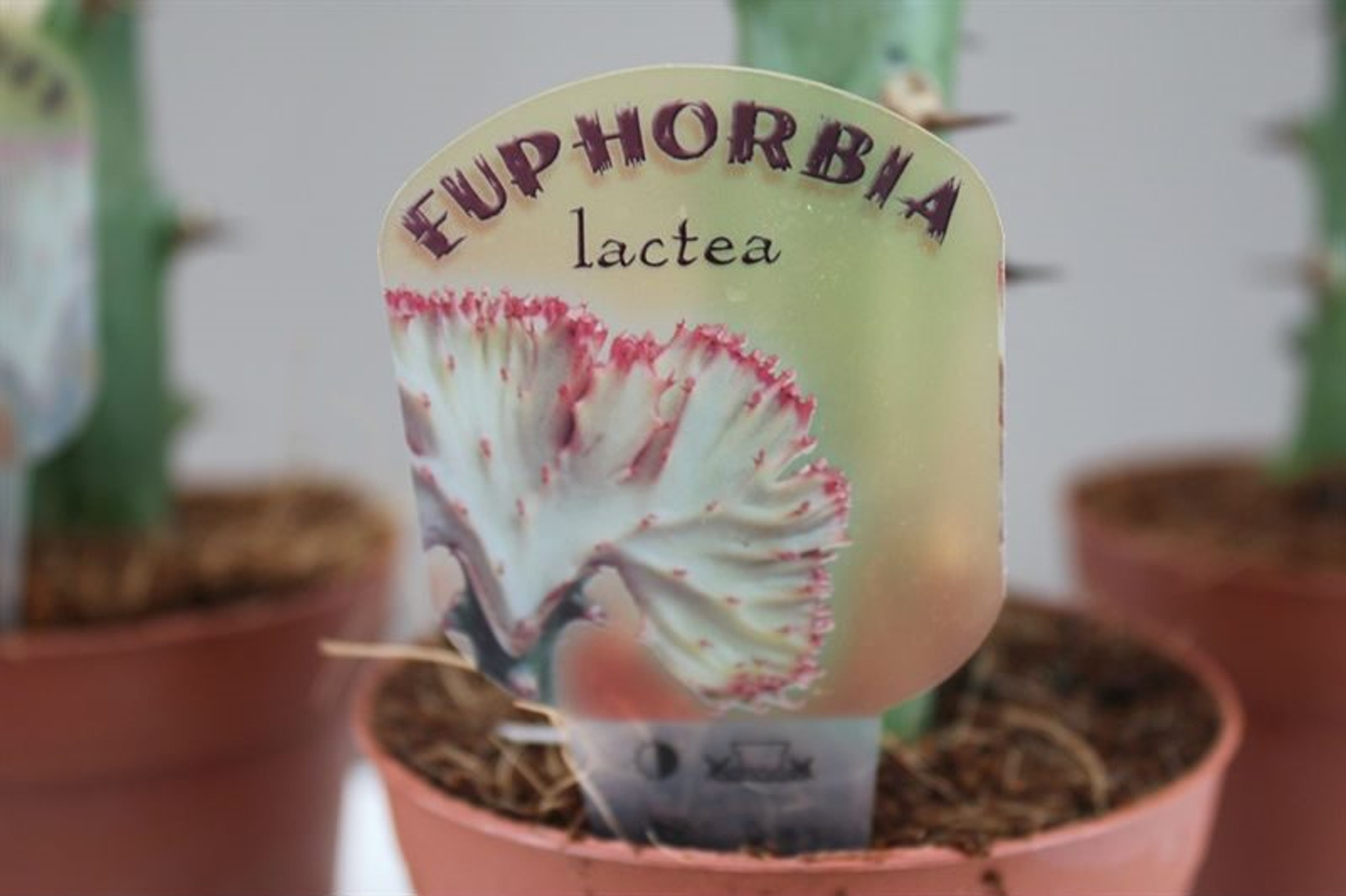 Euphorbia Lactea label