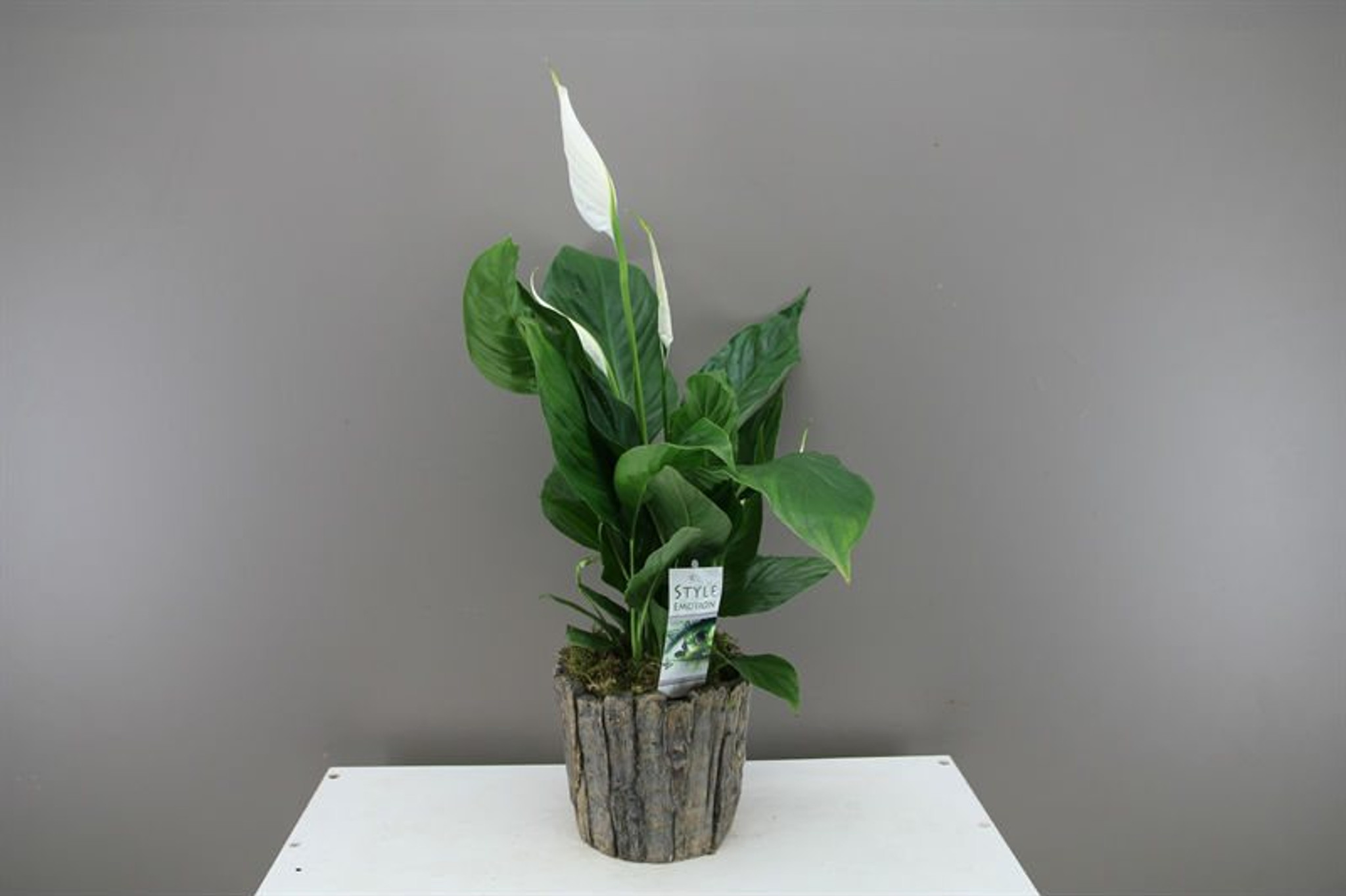 White Peace Lily in wooden look planter